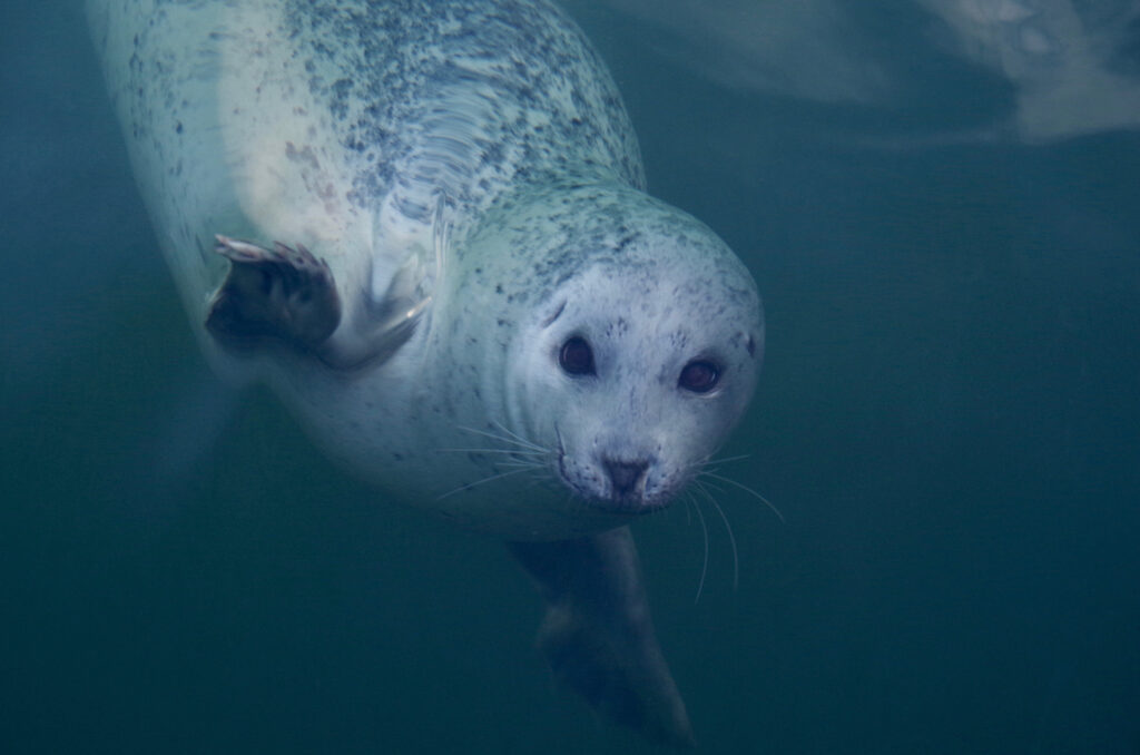 Weiße Robbe unter Wasser Kanada
