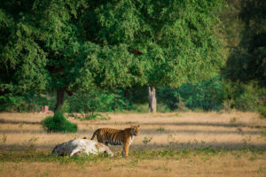 Tiger im Ranthambore National Park