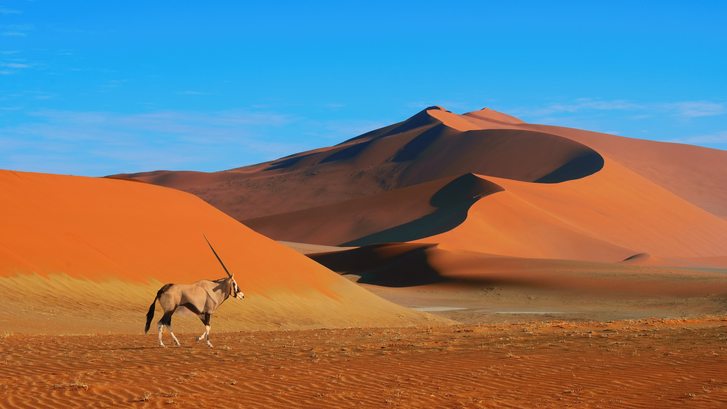 Namib-Naukluft-Nationalpark, Wüstenlandschaft, die höchsten Dünen der Welt mit Springbock