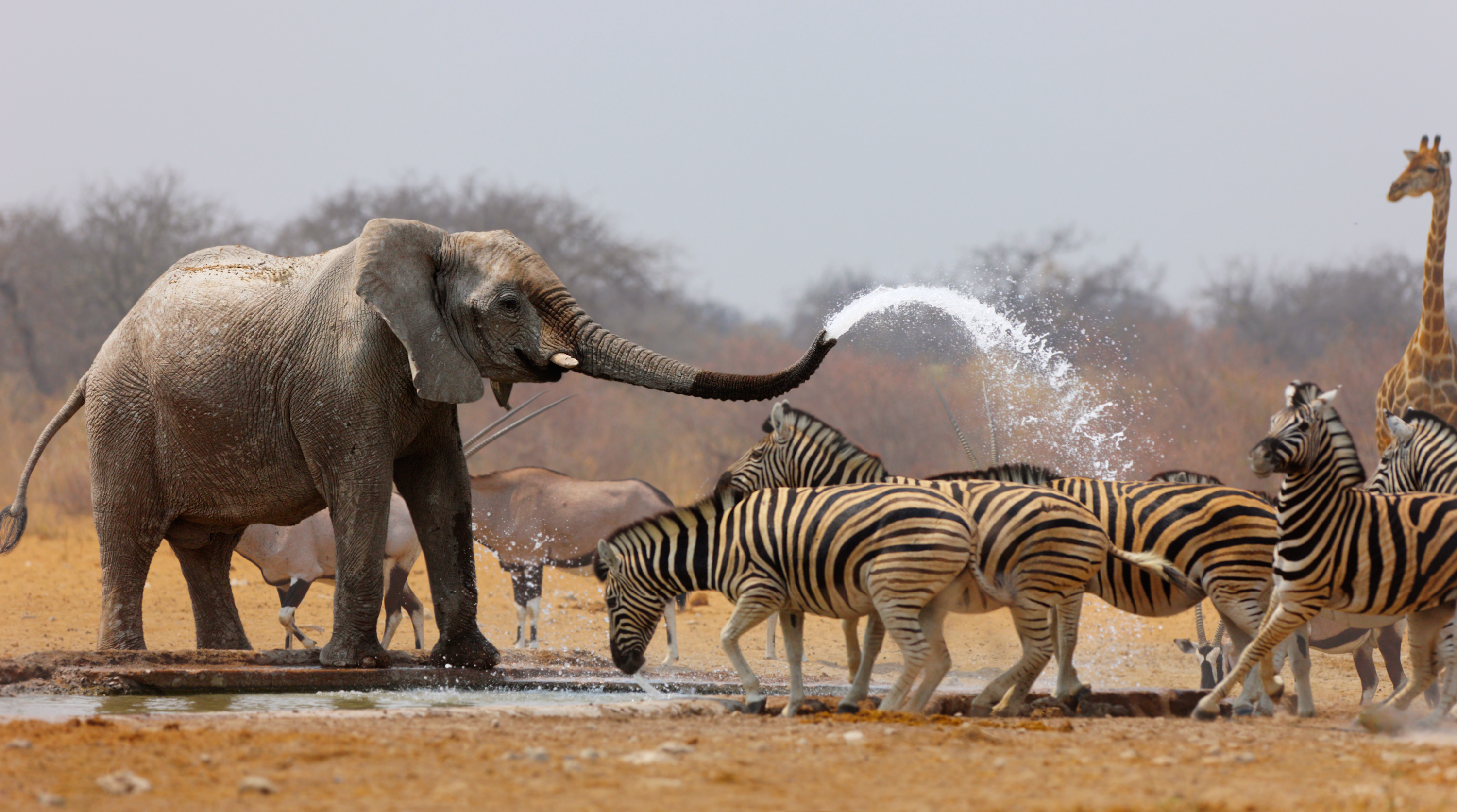 Elefant bespritzt Zebras mit Wasser, um sie vom Wasserloch fernzuhalten