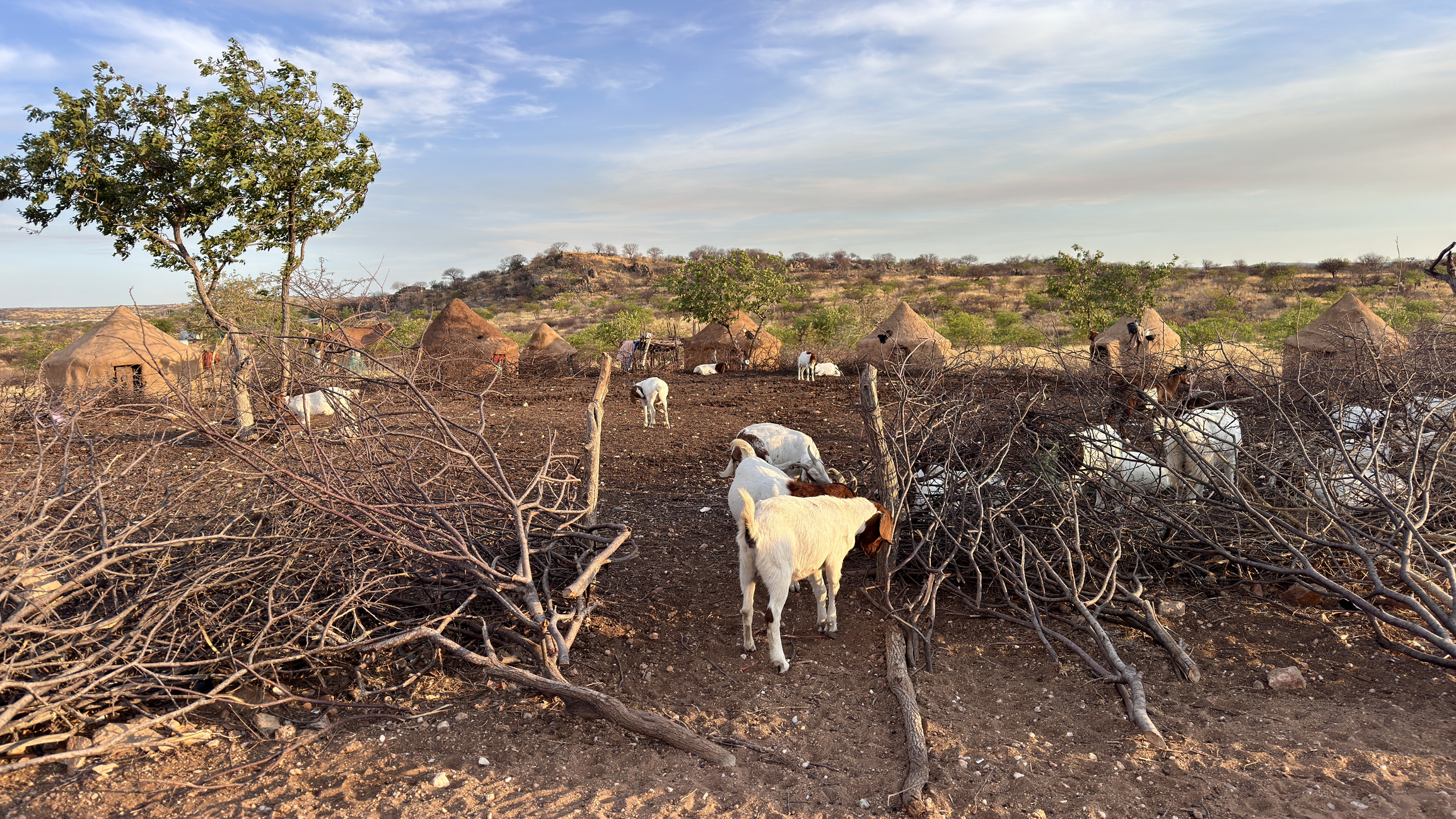 In einer ländlichen Gegend in Namibia mit Hütten und Bäumen grasen Ziegen tagsüber in einer abgelegenen Dorflandschaft.