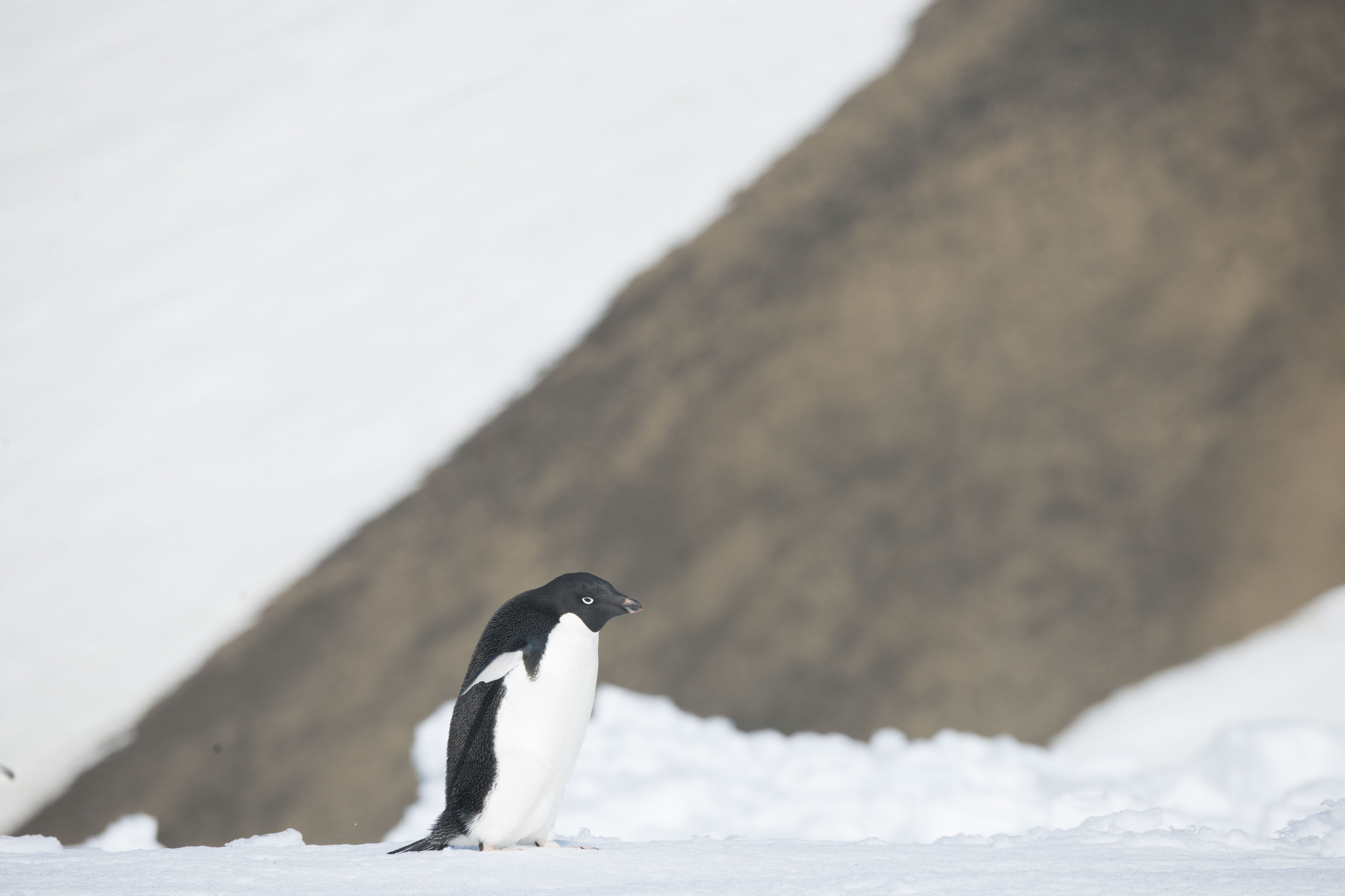 Einsamer Pinguin im Schnee
