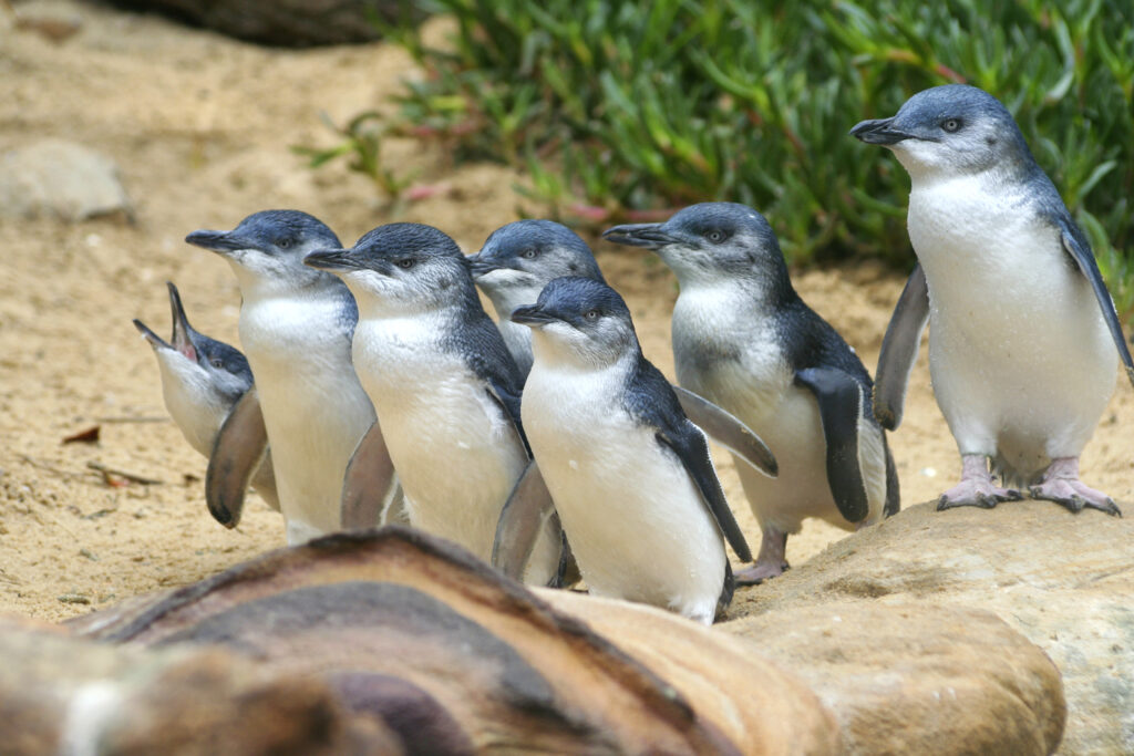 Pinguine in Australien