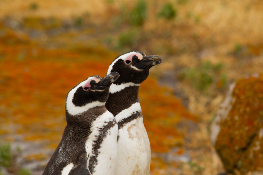 Chile Magellan-Pinguine
