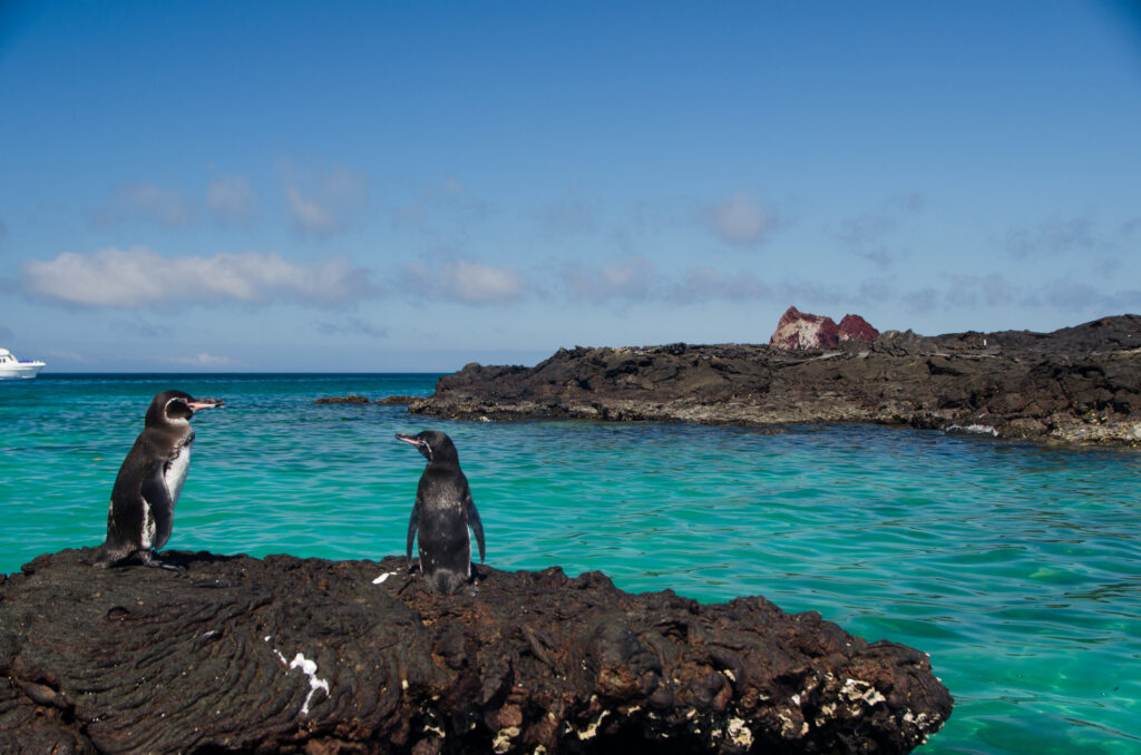 Galapagos-Pinguin auf Steinfelsen im türkisen Ozean