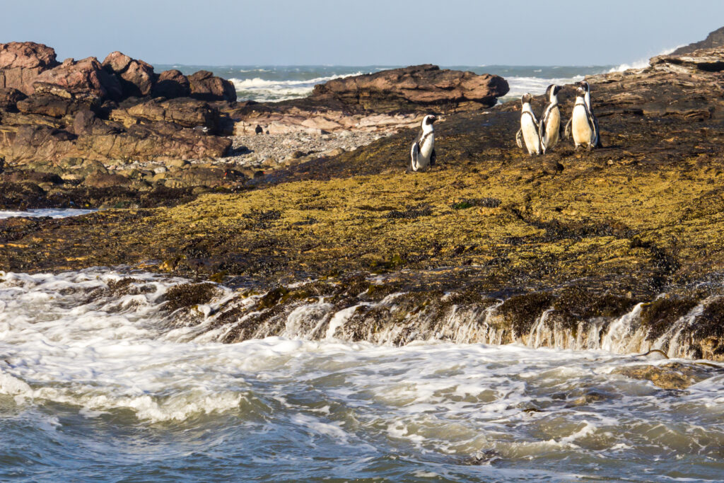 Namibia Pinguine auf Felsen Benguela-Strom