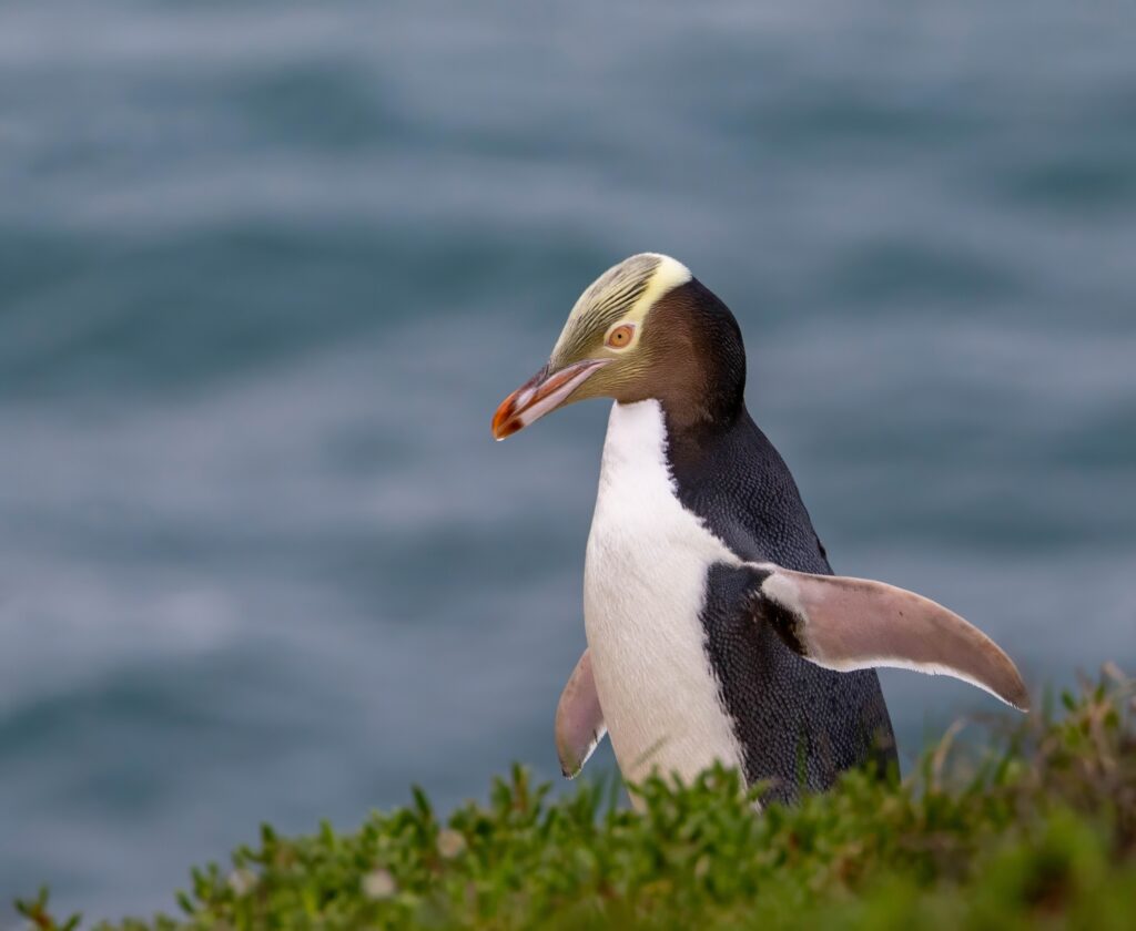 Gelbaugenpinguin in Neuseeland