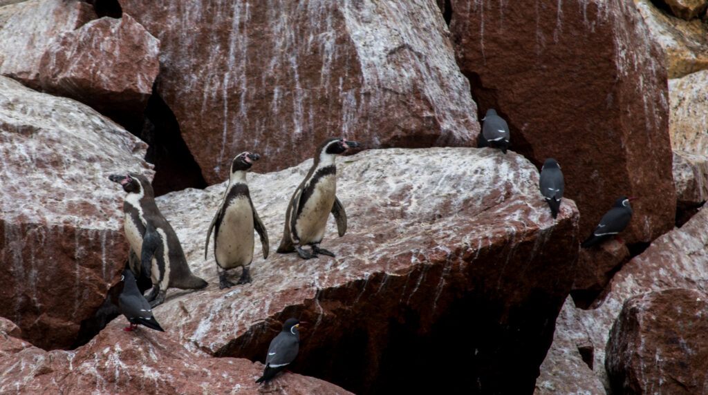 Peru Humboldt-Pinguine