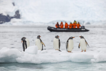 Eselspinguine auf einer Eisscholle. Im verschwommenen Hintergrund ein Boot mit Touristen in rot.