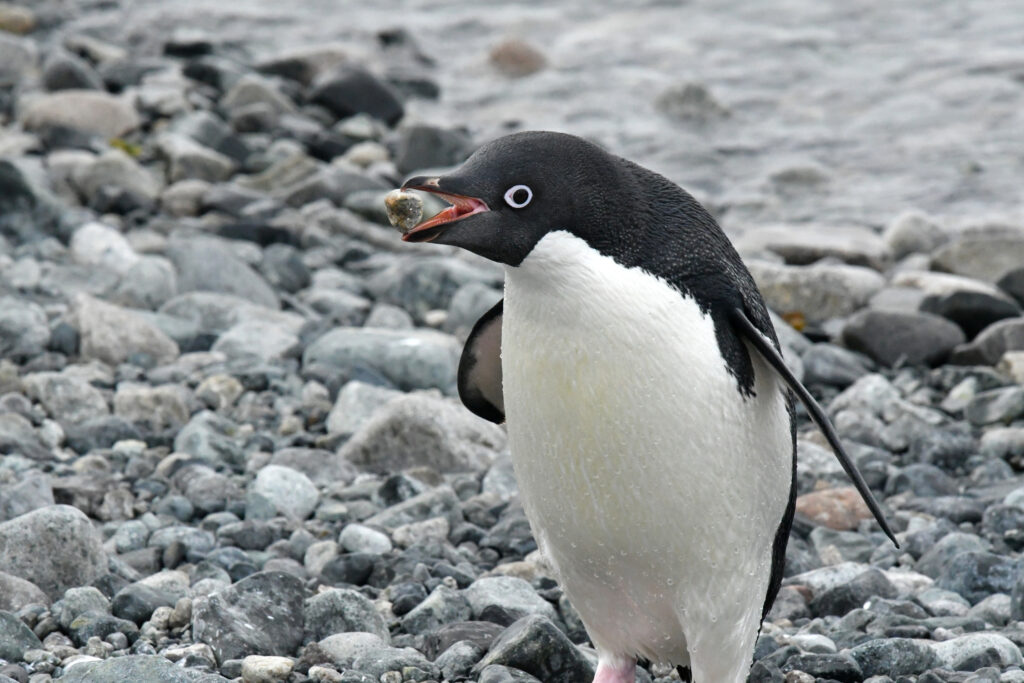 Adeliepinguin