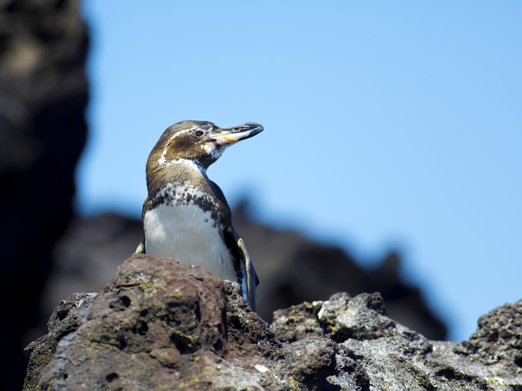 Galápagos-Pinguin