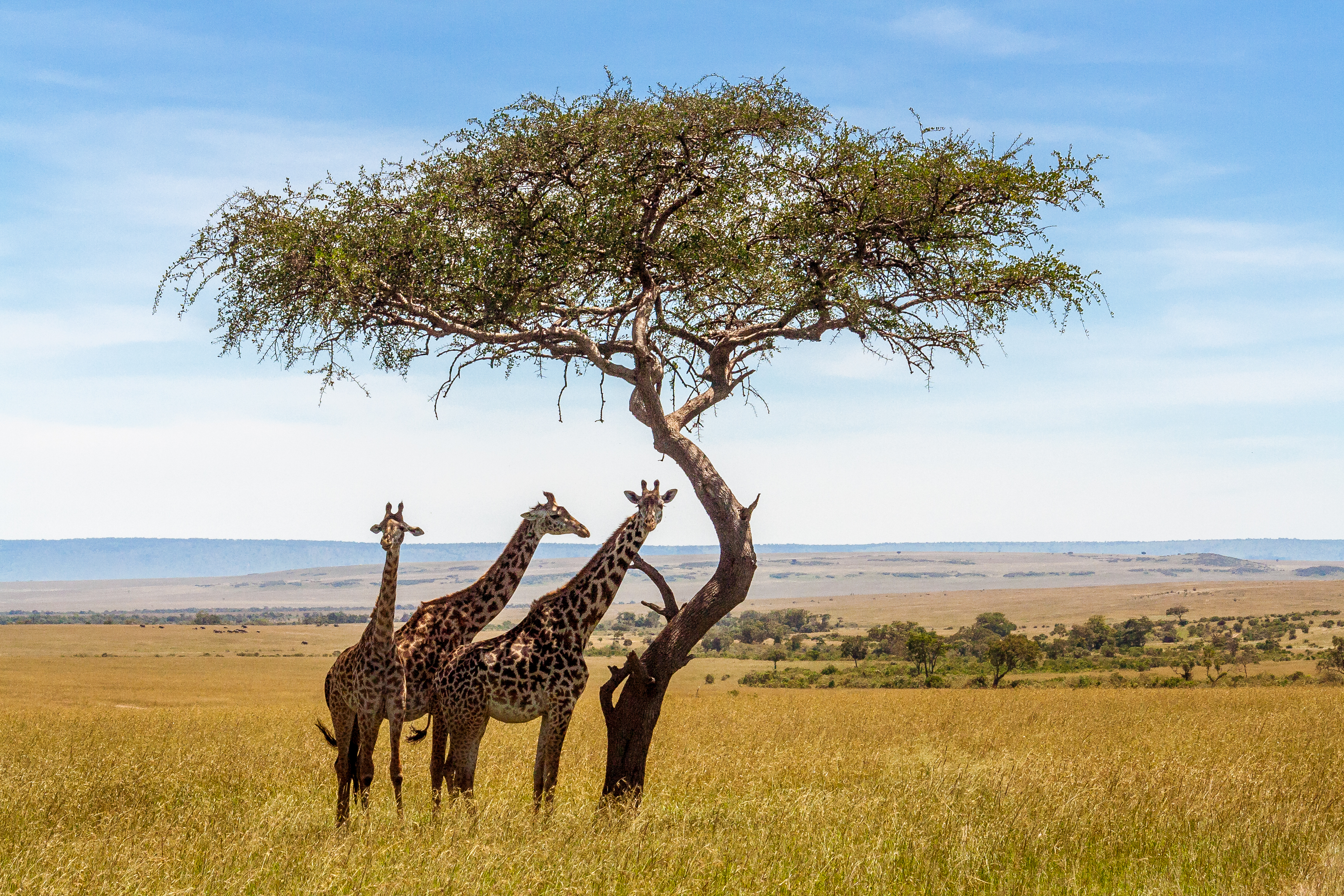 Drei Giraffen unter einem Akazienbaum in der afrikanischen Savanne