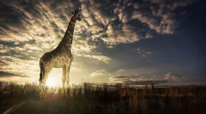 Giraffe im Sonnenuntergang mit goldenem Licht