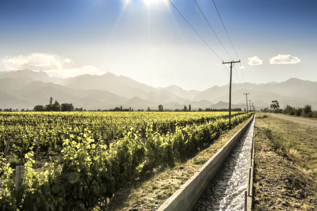Zugschienen durch Weinfelder