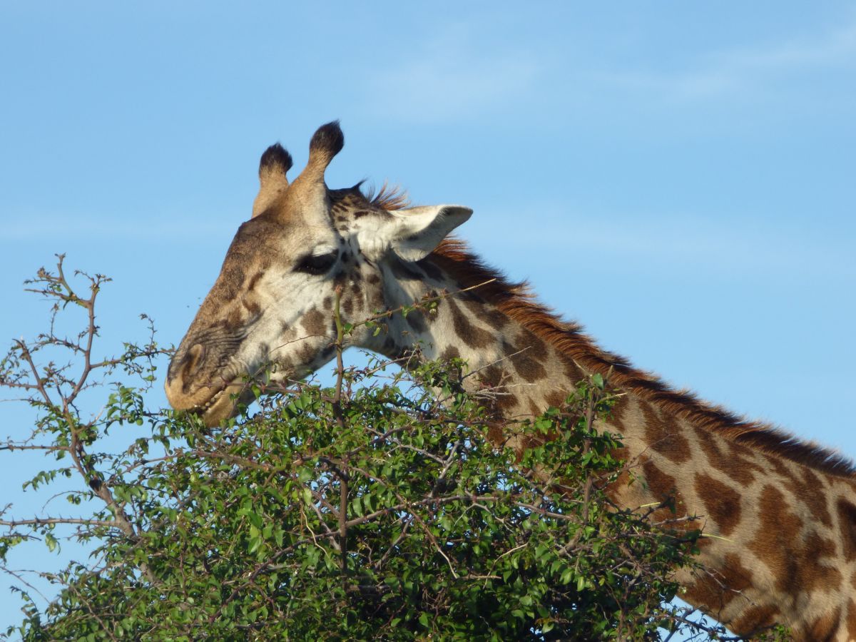 Giraffe in der Serengeti in Tansania