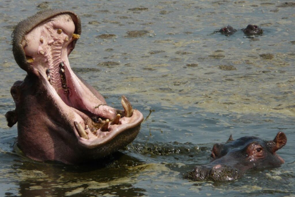Afrikas gefährlichstes Tier: Nilpferde im Nationalpark Tansania beobachten