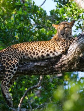Leopard auf Baum - Sri Lanka