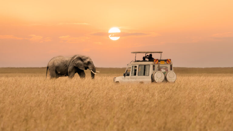 Afrikanische Elefanten spazieren neben Touristenautos und beobachten den Sonnenuntergang im Masai Mara Nationalreservat in Kenia.