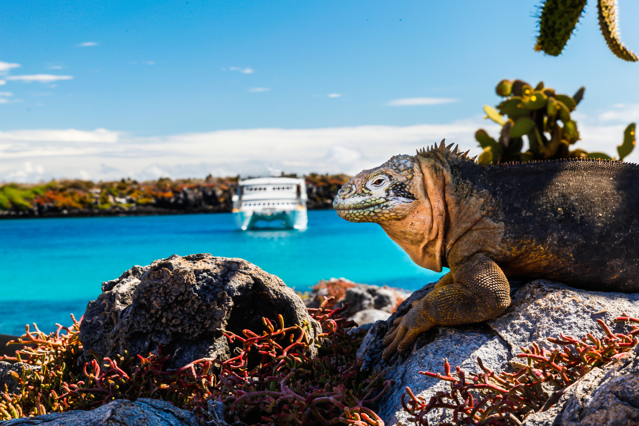 Landleguan mit einem weißen Boot im Hintergrund