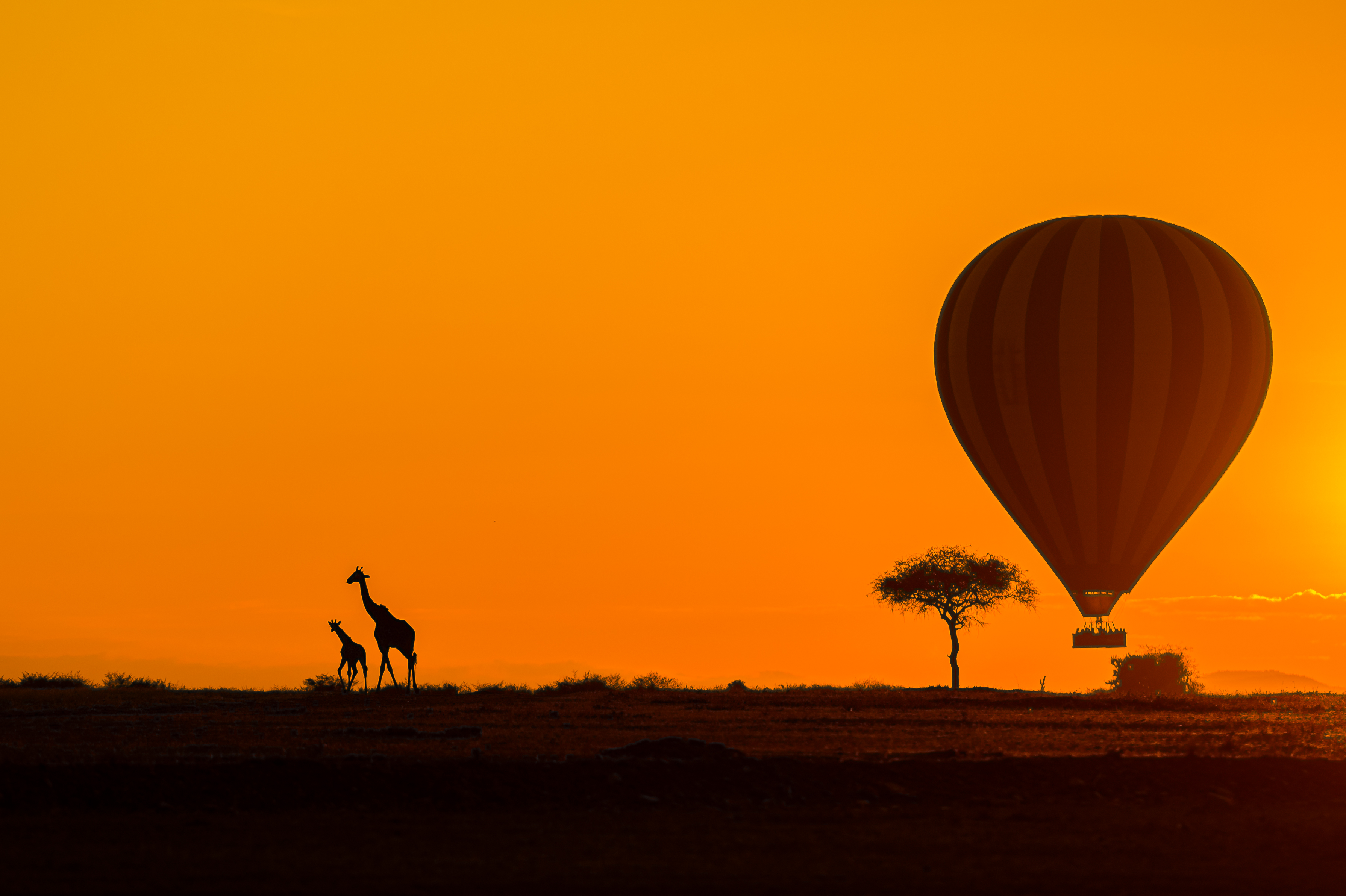 Ballonsafari in der afrikanischen Savanne mit der Silhoutte des Balloons über Giraffe und Kalb