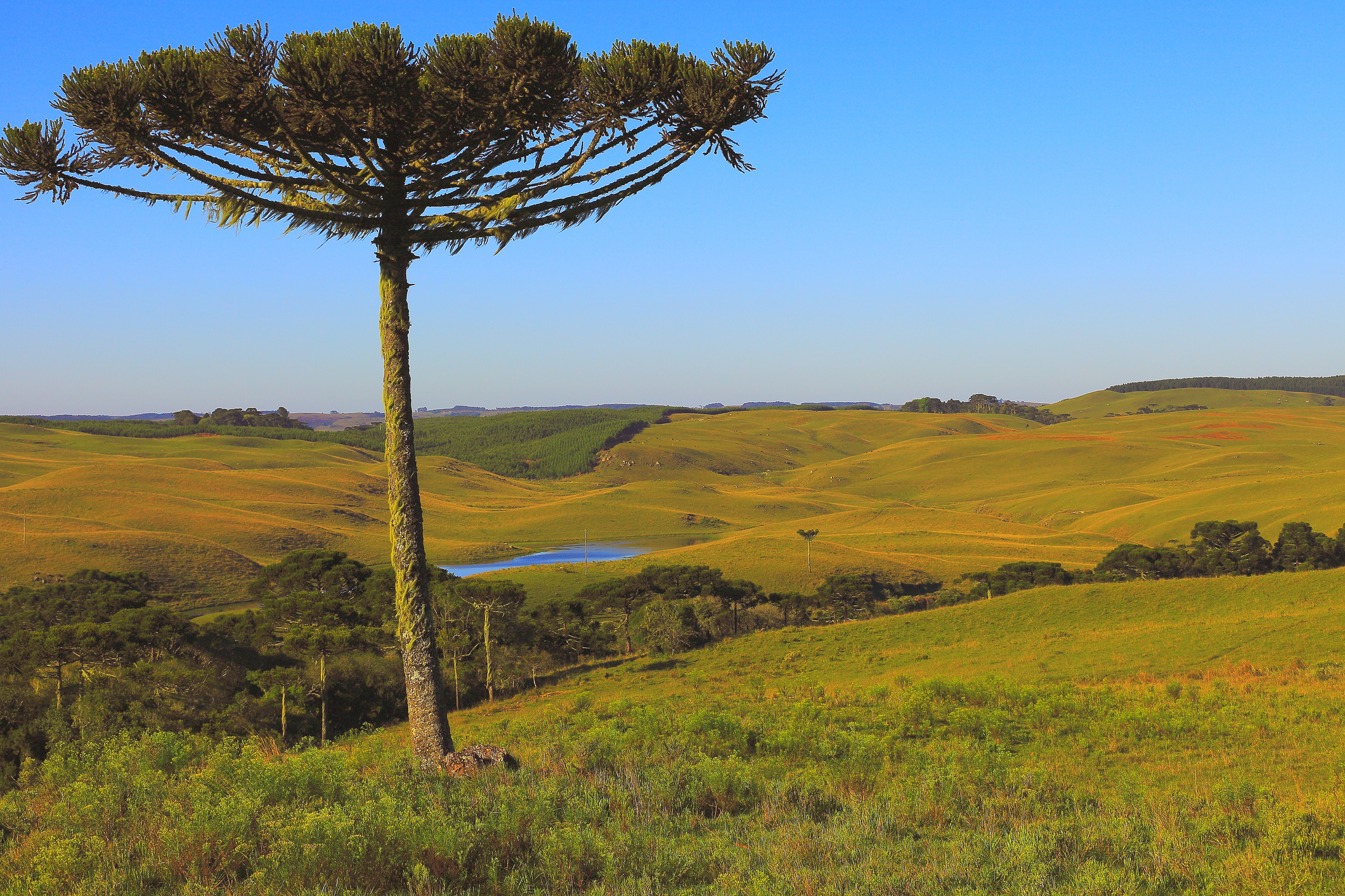 Landschaft Uruguay in gelblichem Braun mit einsamen Baum