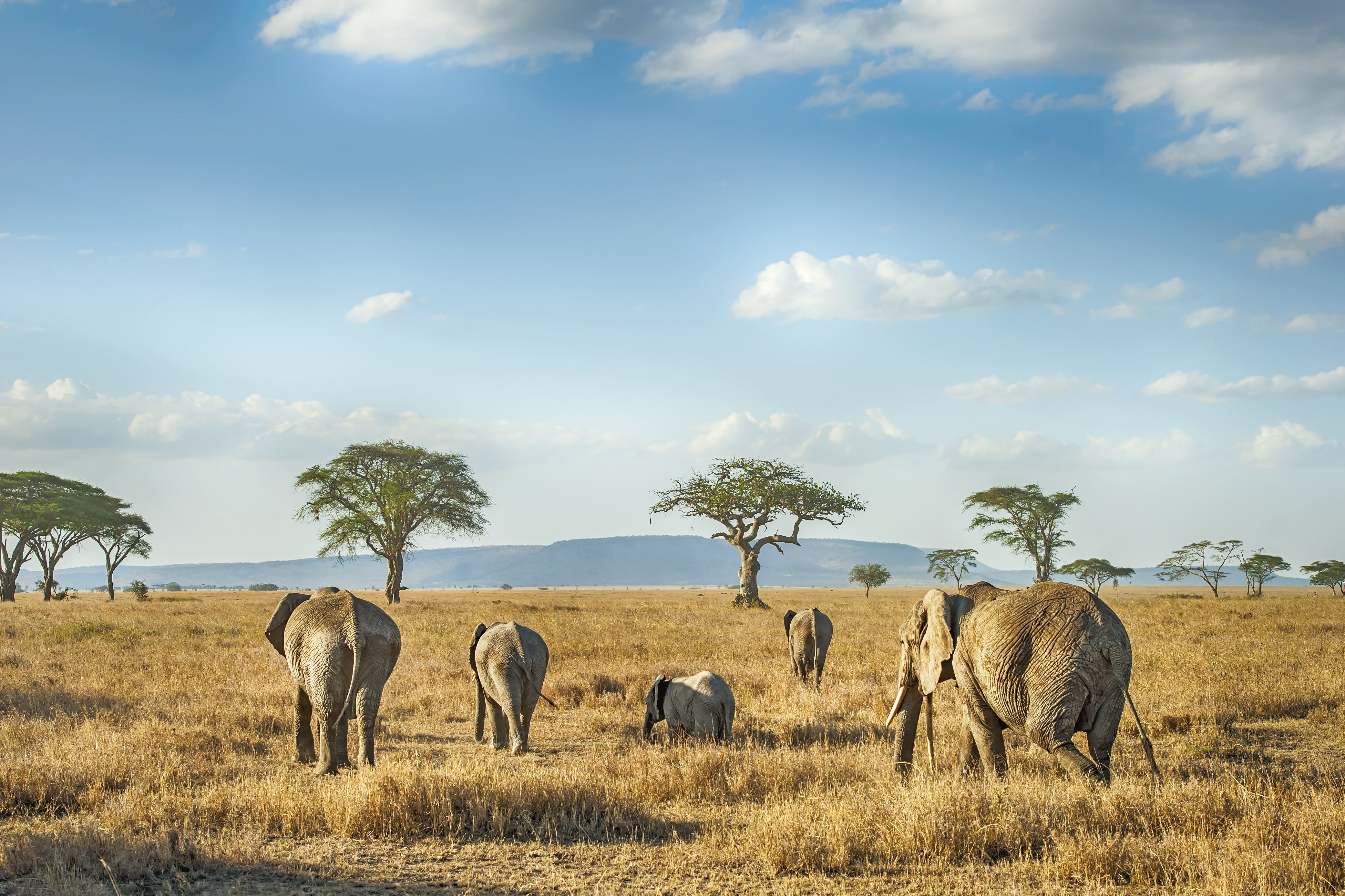 Elefanten in der offenen Serengeti-Ebene in Tansania