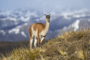 Guanakos in der Anden-Gebirgslandschaft, Nationalpark Torres del Paine, Patagonien, Chile.