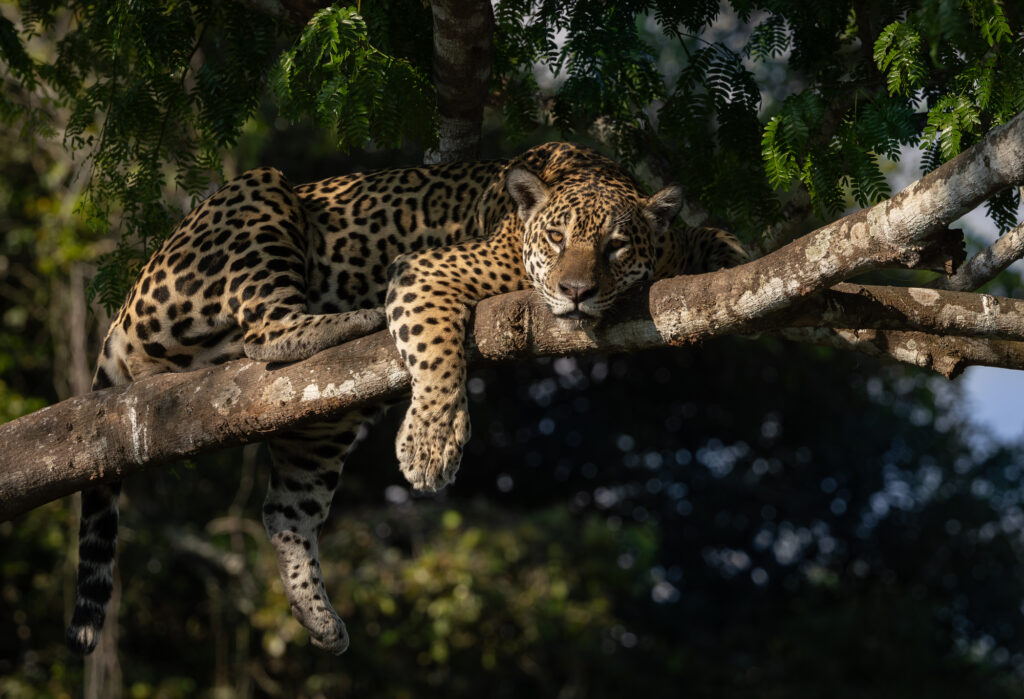Jaguar auf einem Ast im Pantanal, Brasilien