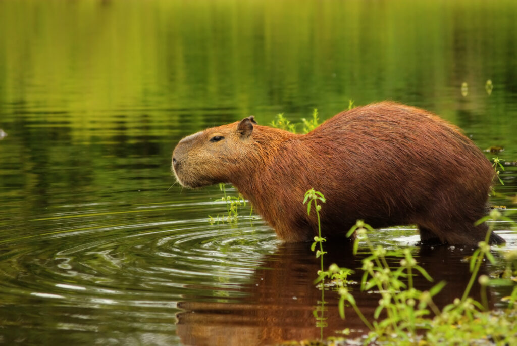 Capybara im Wasser im Pantanal-Feuchtgebiete, Brasilien