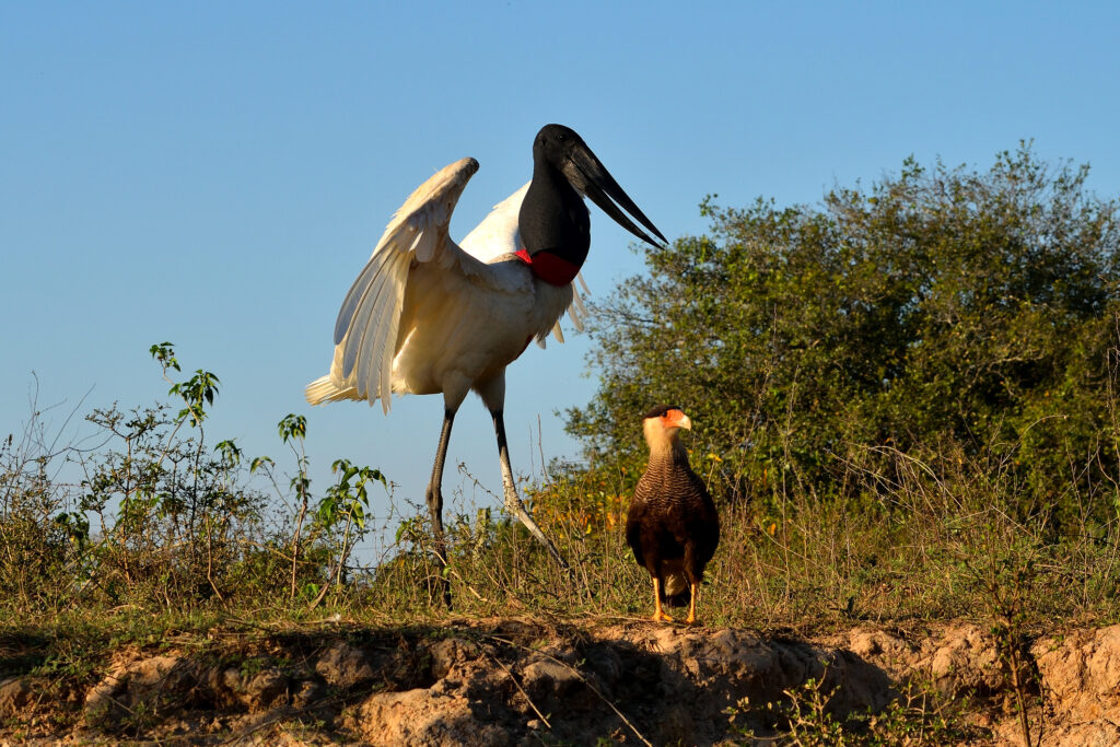 Jabiru-Storch am Rio Cuiaba, Pantanal Matogrosso, Brasilien