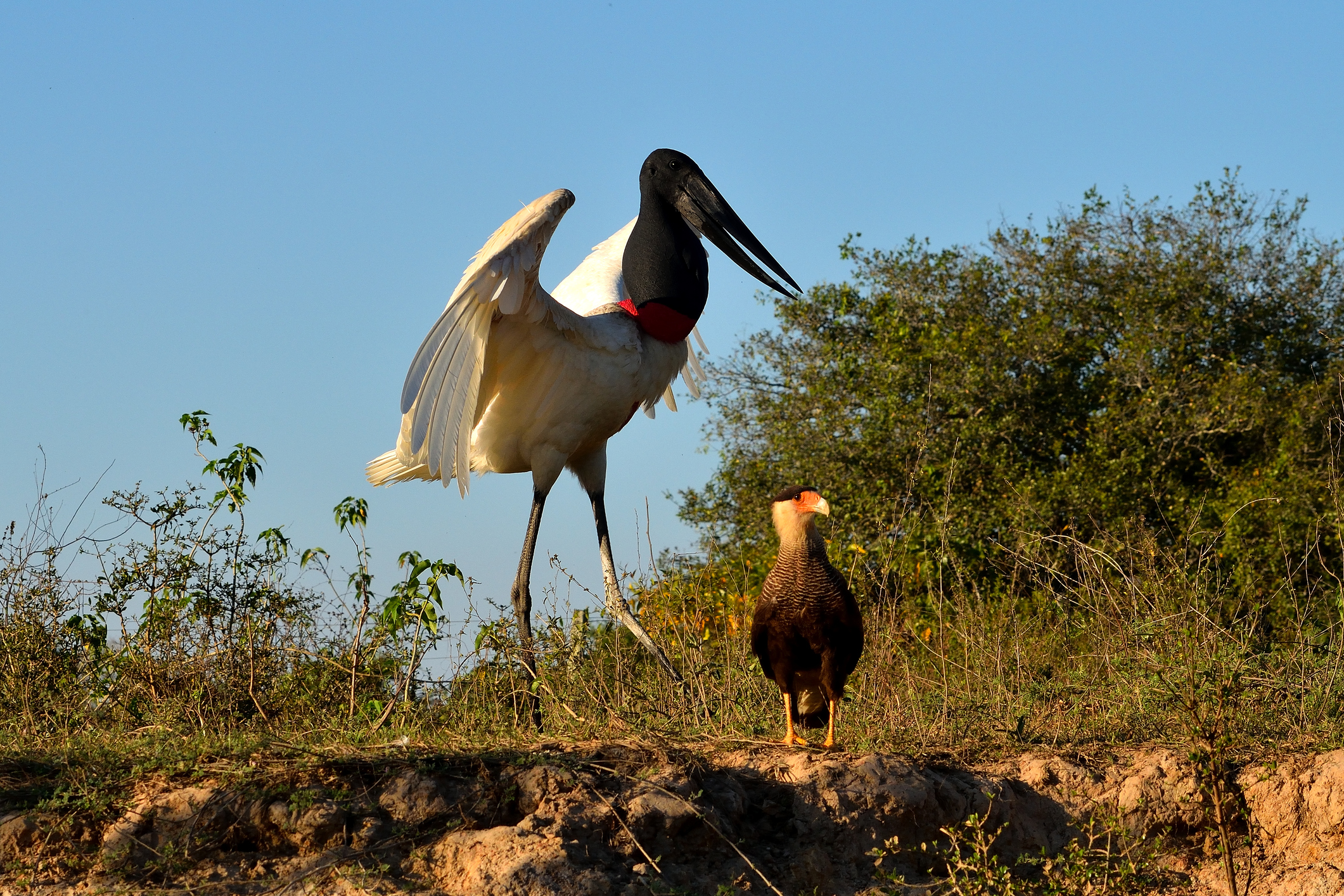 Tierwelt Pantanal Jabiru-Storch