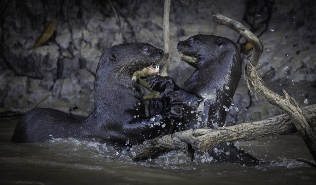 Riesenotter (Pteronura brasiliensis) interagieren an einem Flussufer