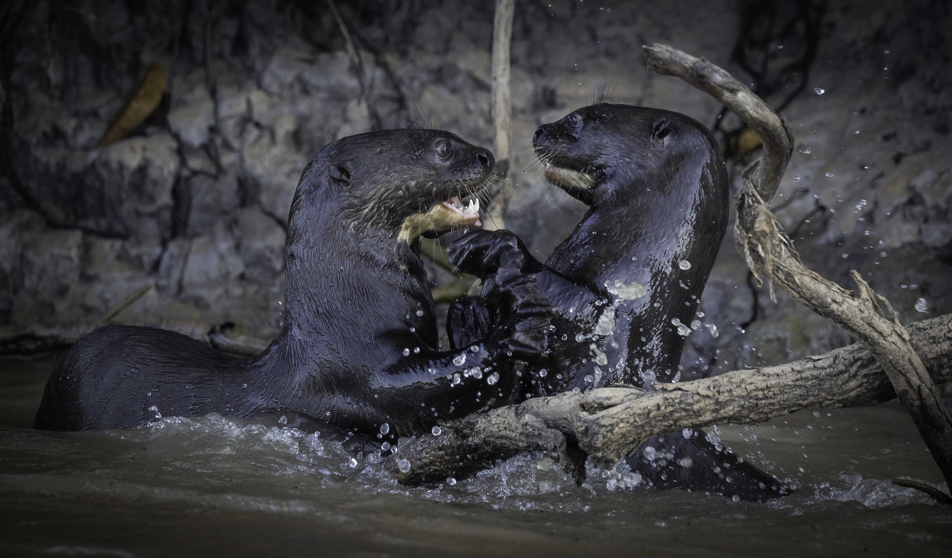 Tierwelt Pantanal Riesenotter