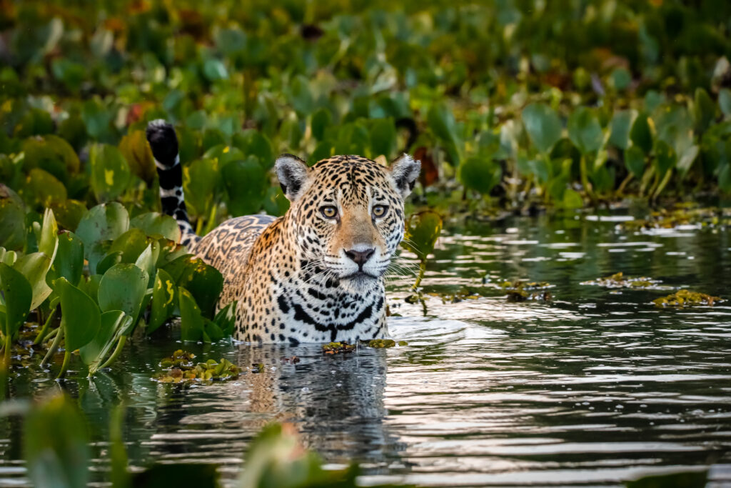 Nahaufnahme eines jungen Jaguars, der im flachen Wasser der Pantanal-Feuchtgebiete steht