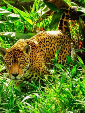 Jaguar - Regenwald - Ecuador