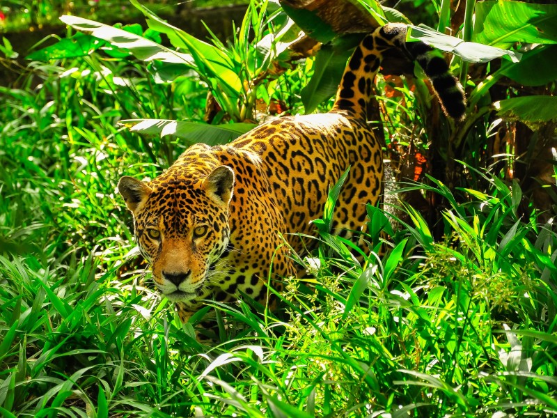 Natürlich exklusiv – Luxus zwischen Anden und Ozean: Ecuador & Galapagos intensiv