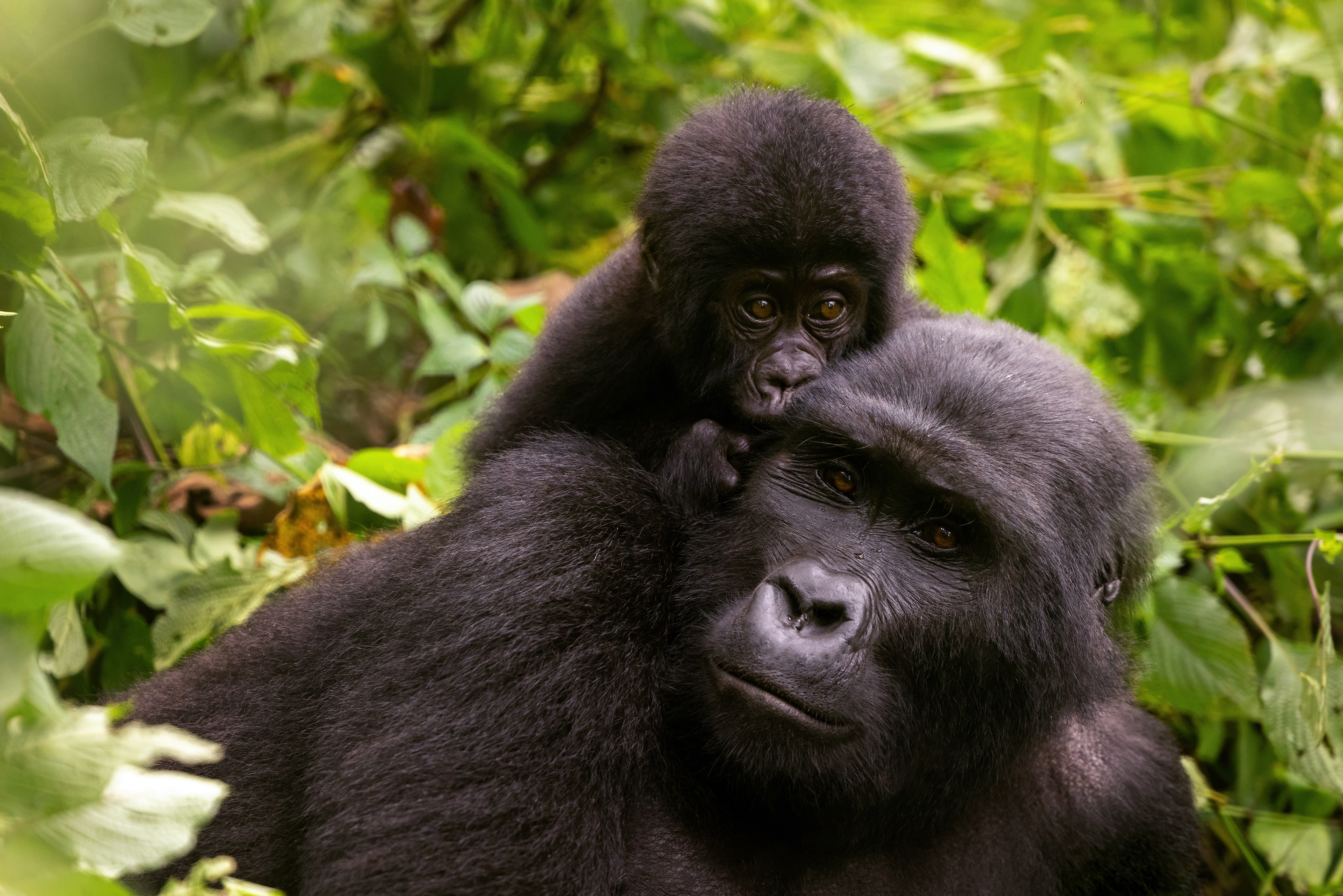 Gorilla-Mutter mit Baby beim Gorilla Trekking in Uganda im Bwindi Impenetrable Forest