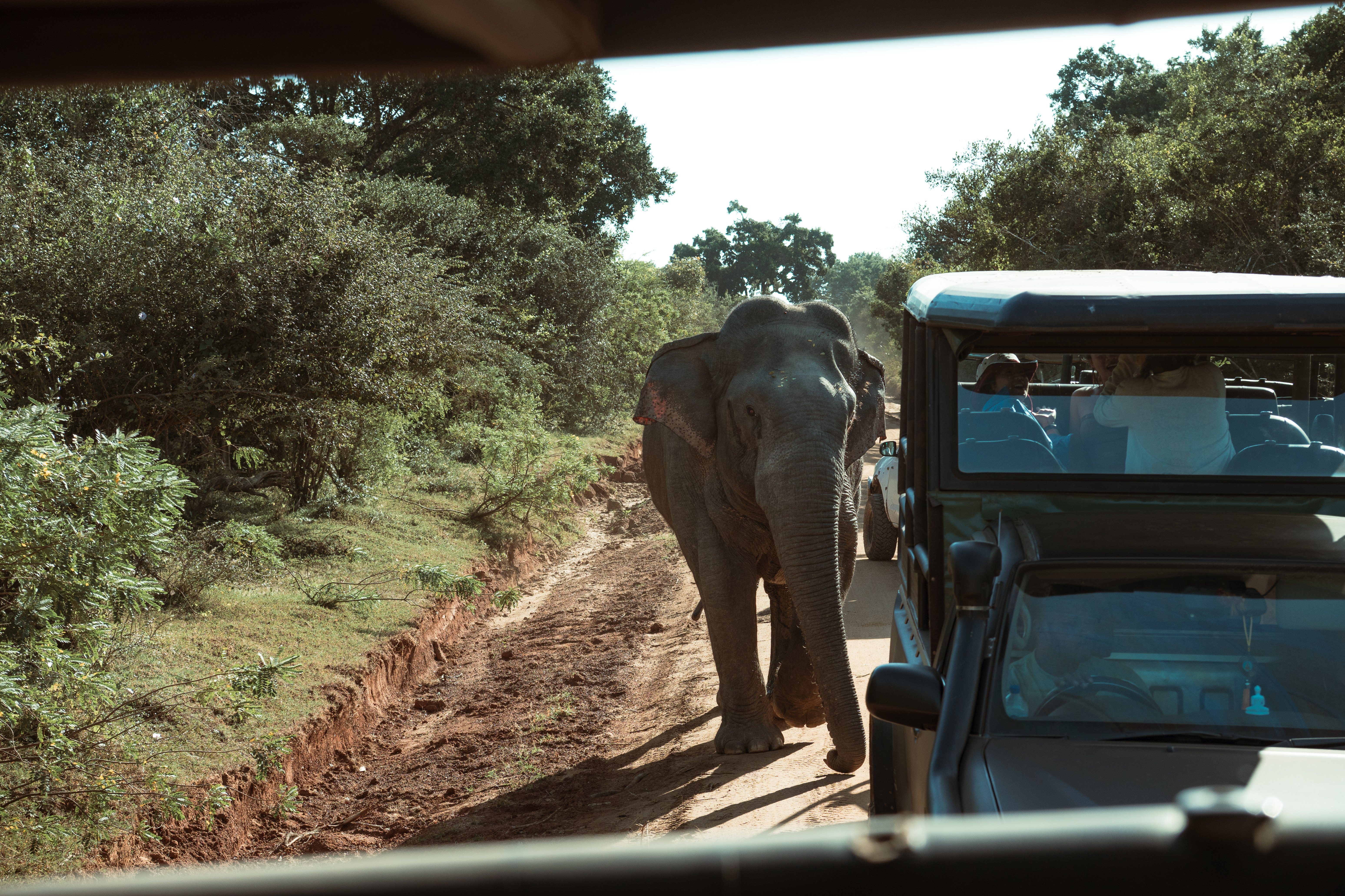 Large elephant walking on a dirt road in a Sri Lankan national park, approaching safari jeeps