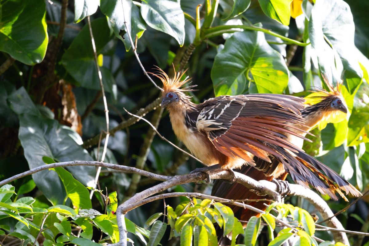 Zwei Hoatzins auf einem Ast im Regenwald Venezuelas