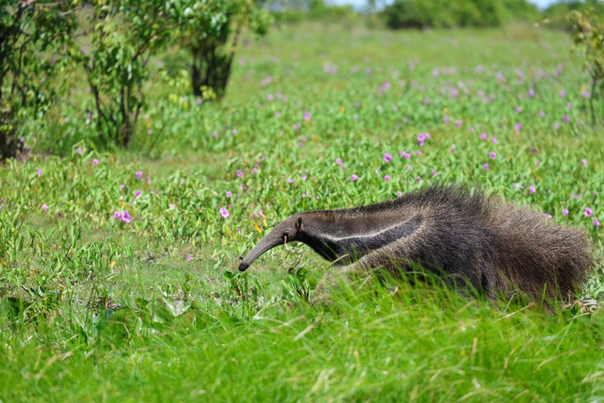 Großer Ameisenbär erkundet die blühende Landschaft der Llanos in Venezuela