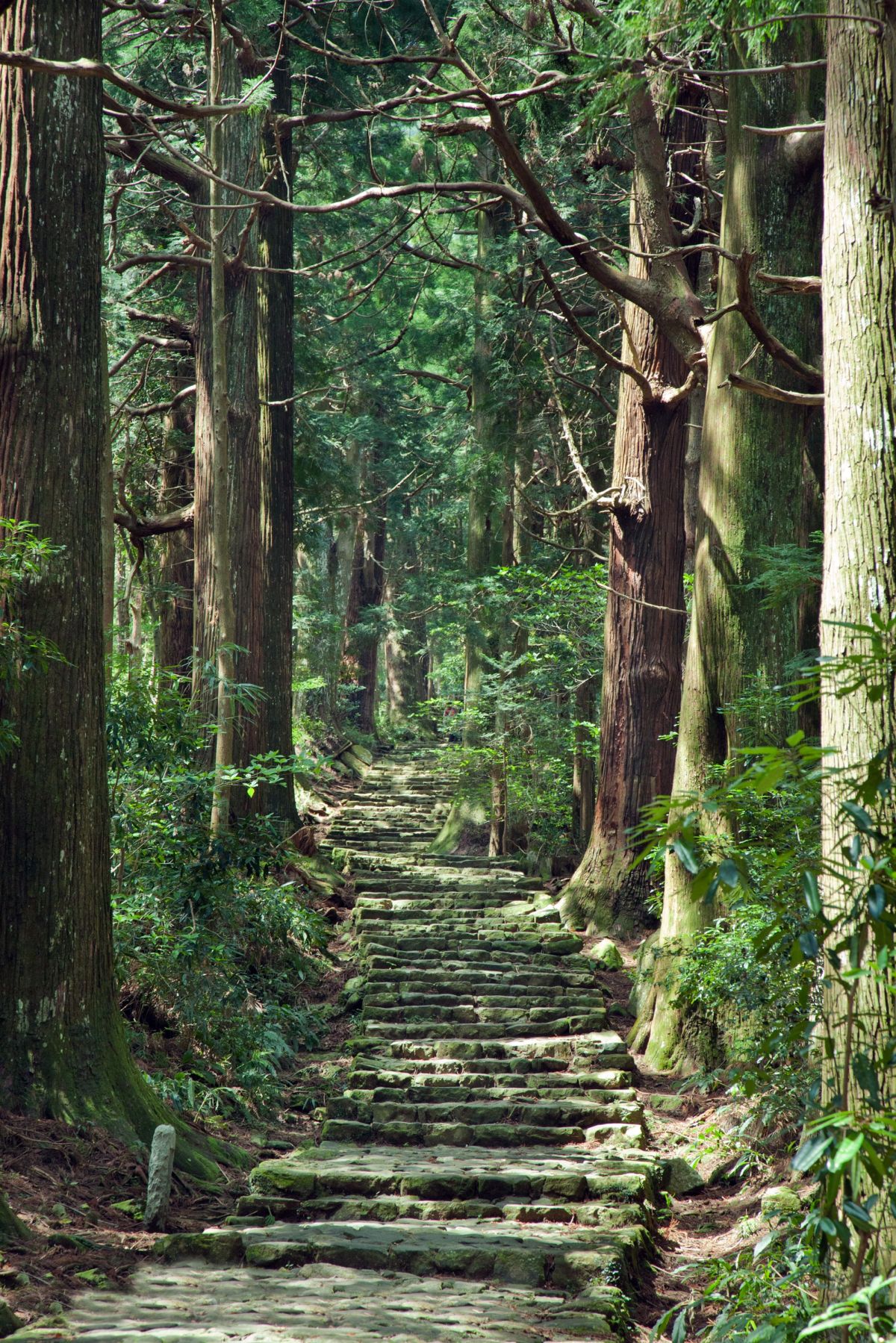Historische Pilgerroute bei Kumanokodo in den Wäldern Japans
