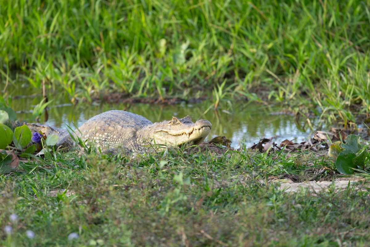 Kaiman am Ufer eines Wasserarms in den Llanos Venezuelas