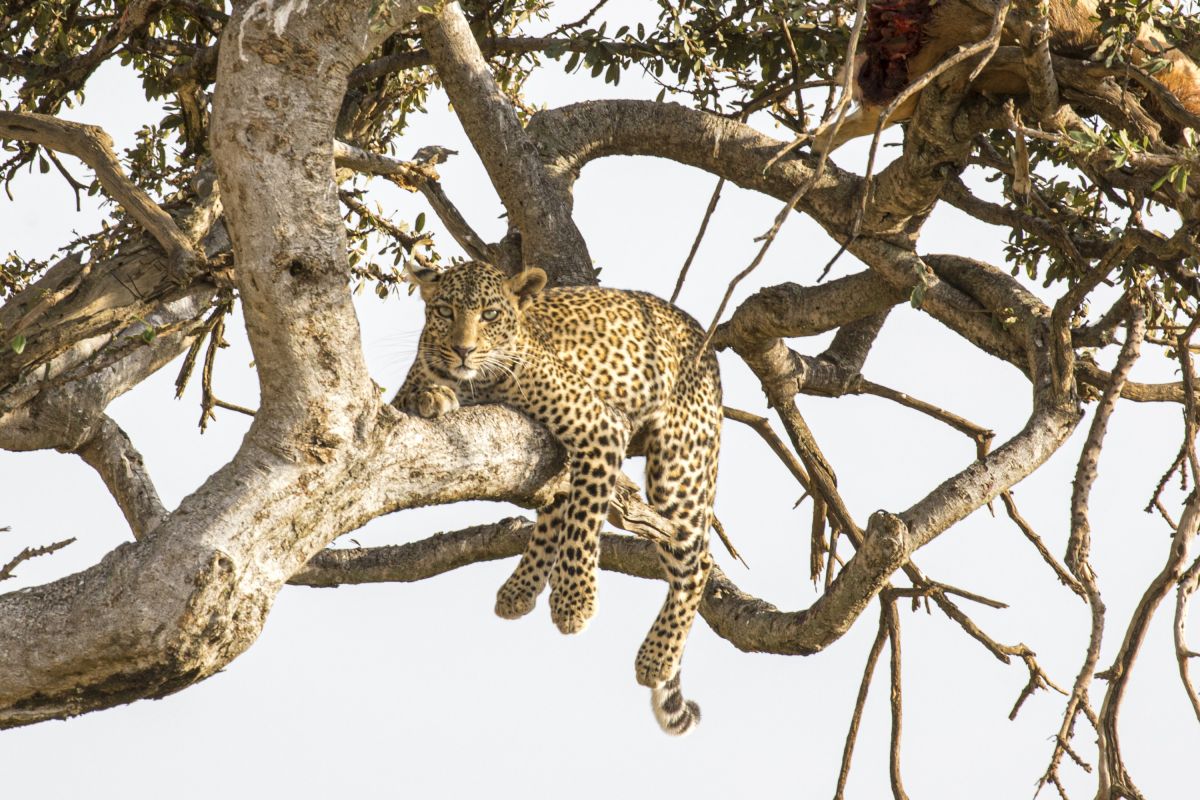 Ein Leopard thront auf einem Baum in Kenia und beobachtet die Umgebung