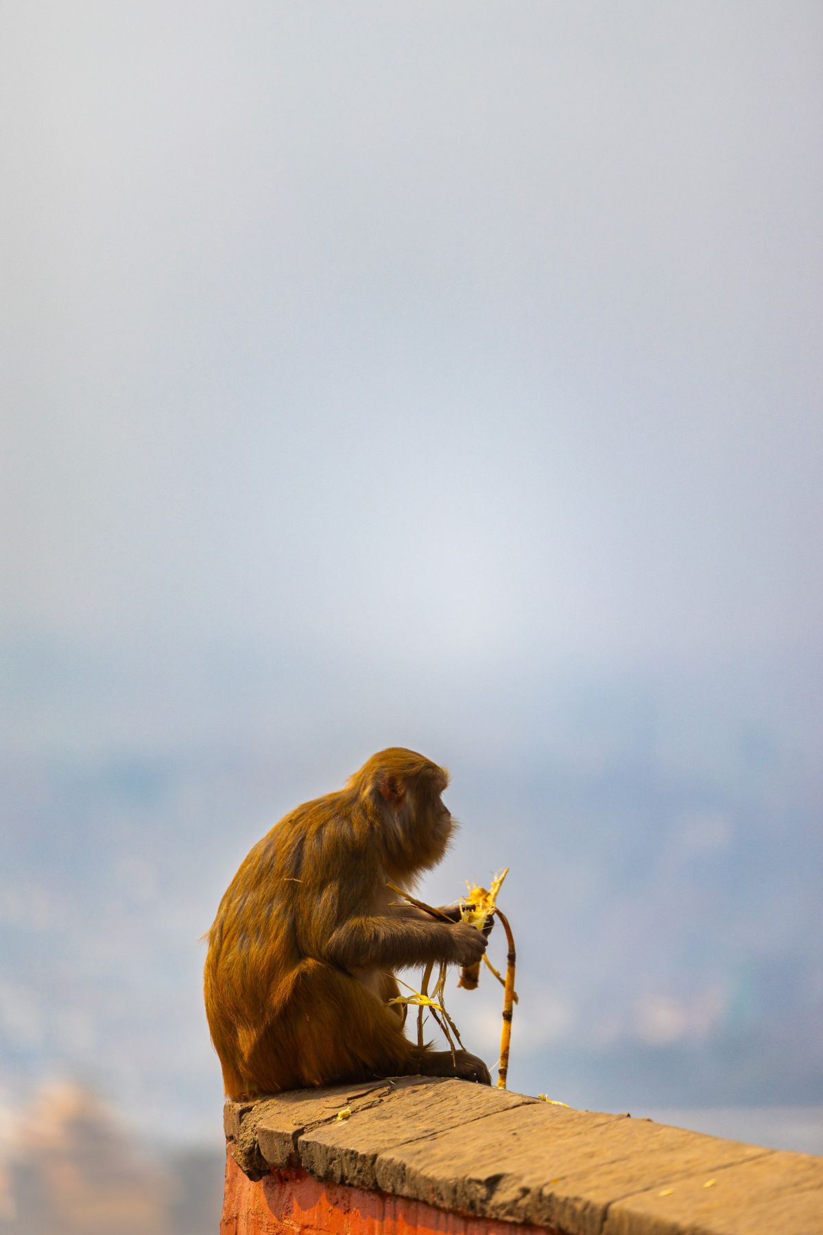 Affe auf einer Tempelmauer mit weitem Blick über Swayambunath in Nepal