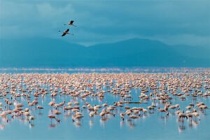 Flamingos fliegen über den Manyara-See in Tansania