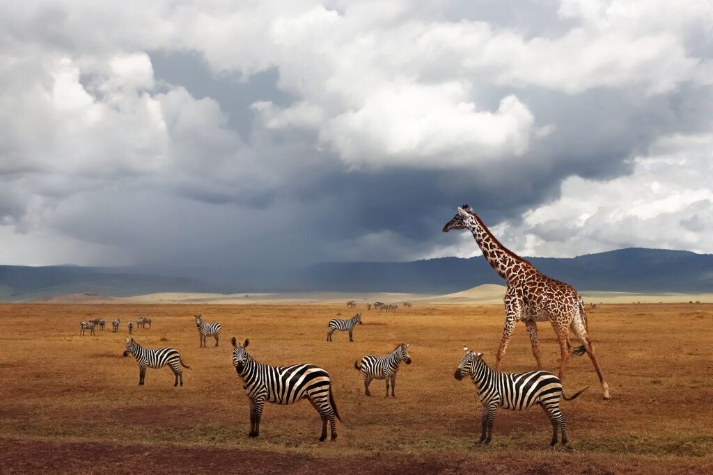 Zebras und Giraffen im Ngorongoro-Krater. Afrikanische Safari. Tansania. Stürmische Landschaft.