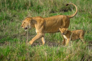 Löwin mit Jungem im Serengeti-Nationalpark in Tansania