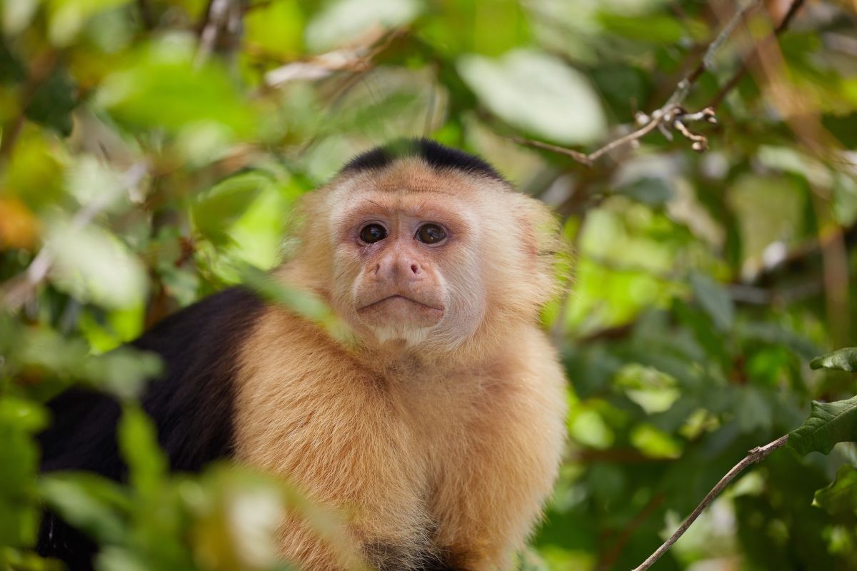 Affe im Regenwald von Panama: Entdecken Sie die Tierwelt Zentralamerikas