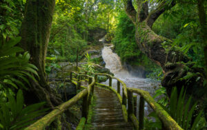 Brücke in einem Regenwald
