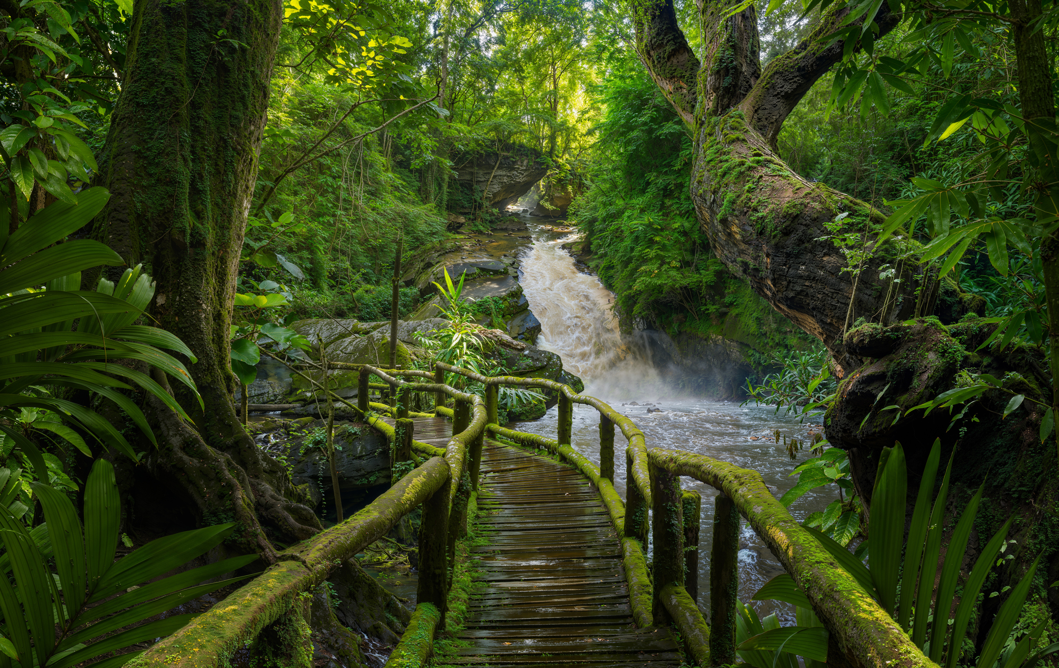 Brücke im Regenwald von Costa Rica